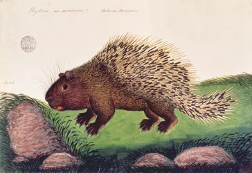 マラッカの動物、昆虫、爬虫類の絵からのダンマイバトゥー、c.1805-18（紙にガッシュとトイレ）